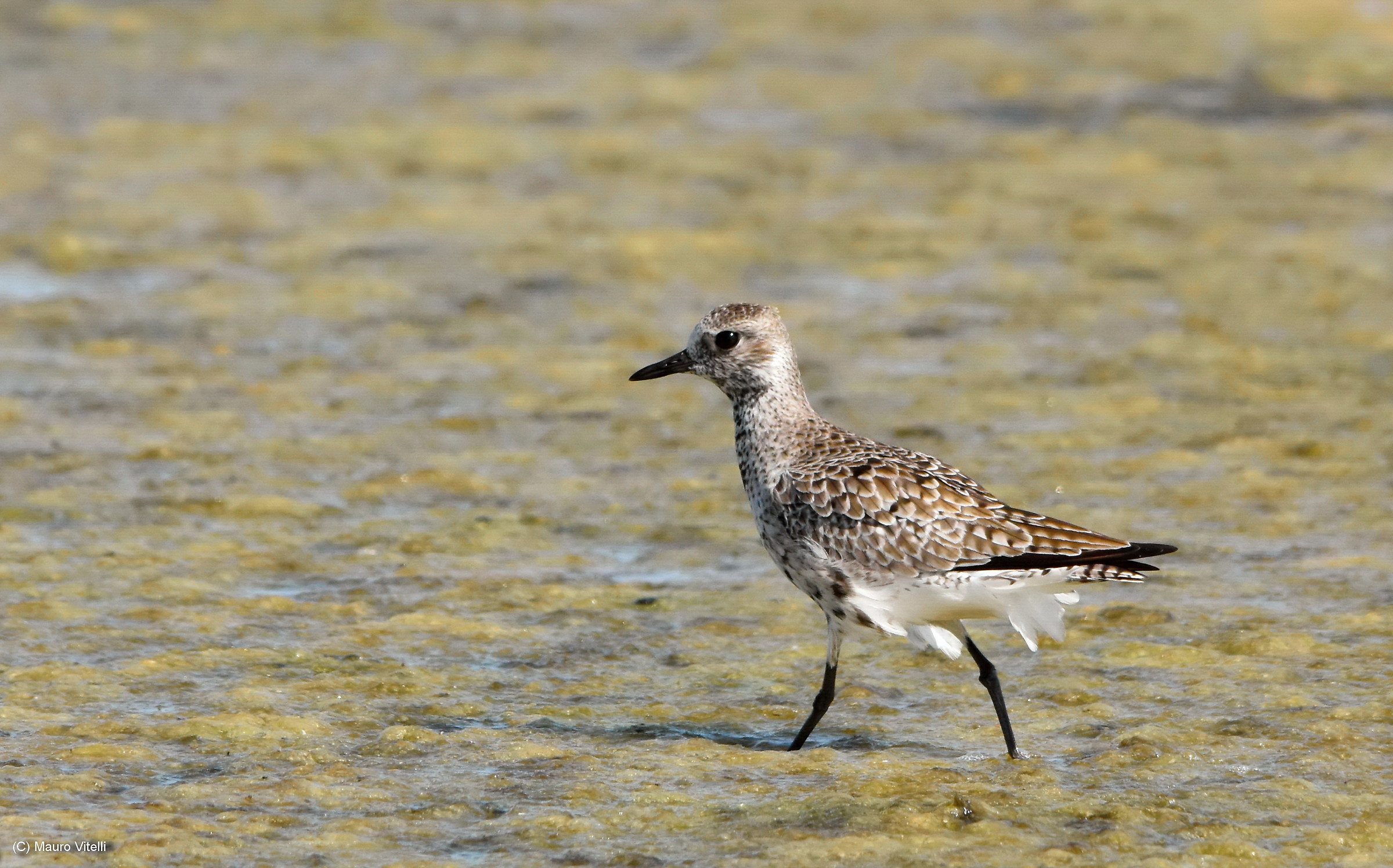Grey Plover