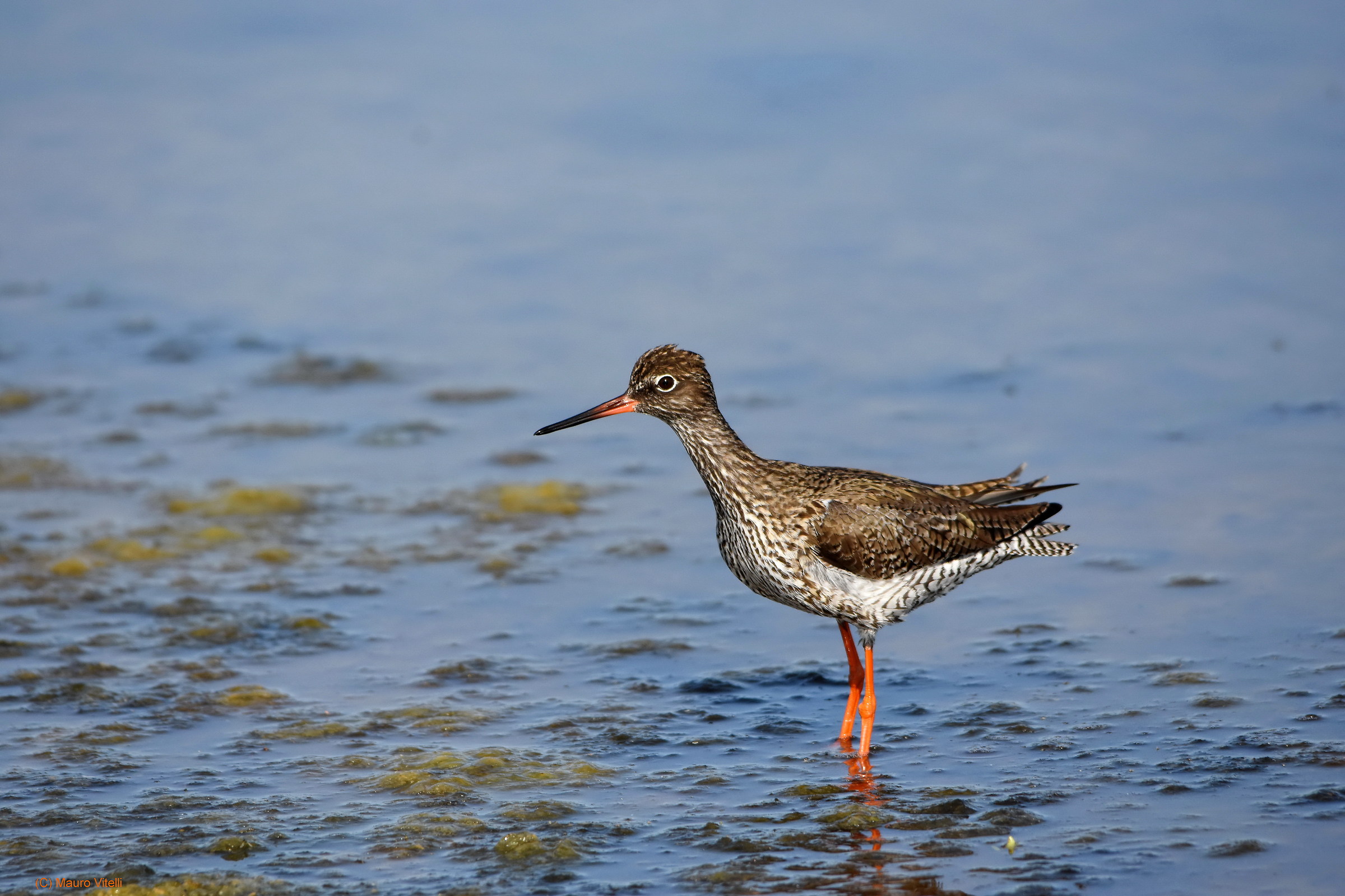 Redshank