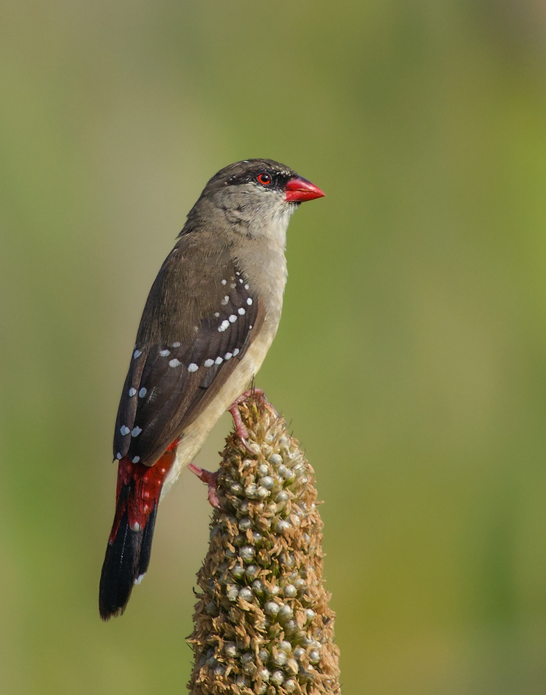 Red Munia o Strabery Finch, femminile.