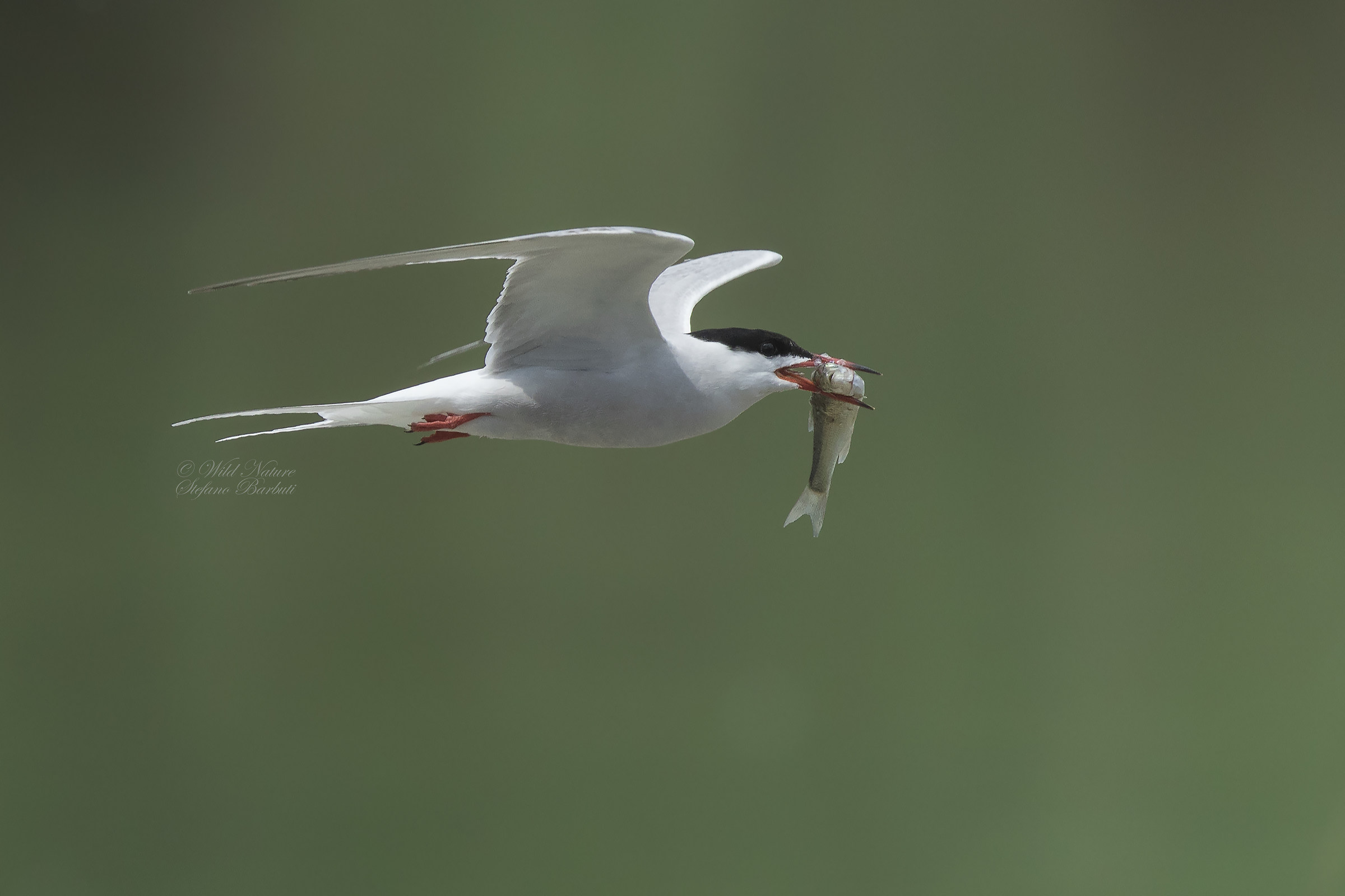 Tern in hunting