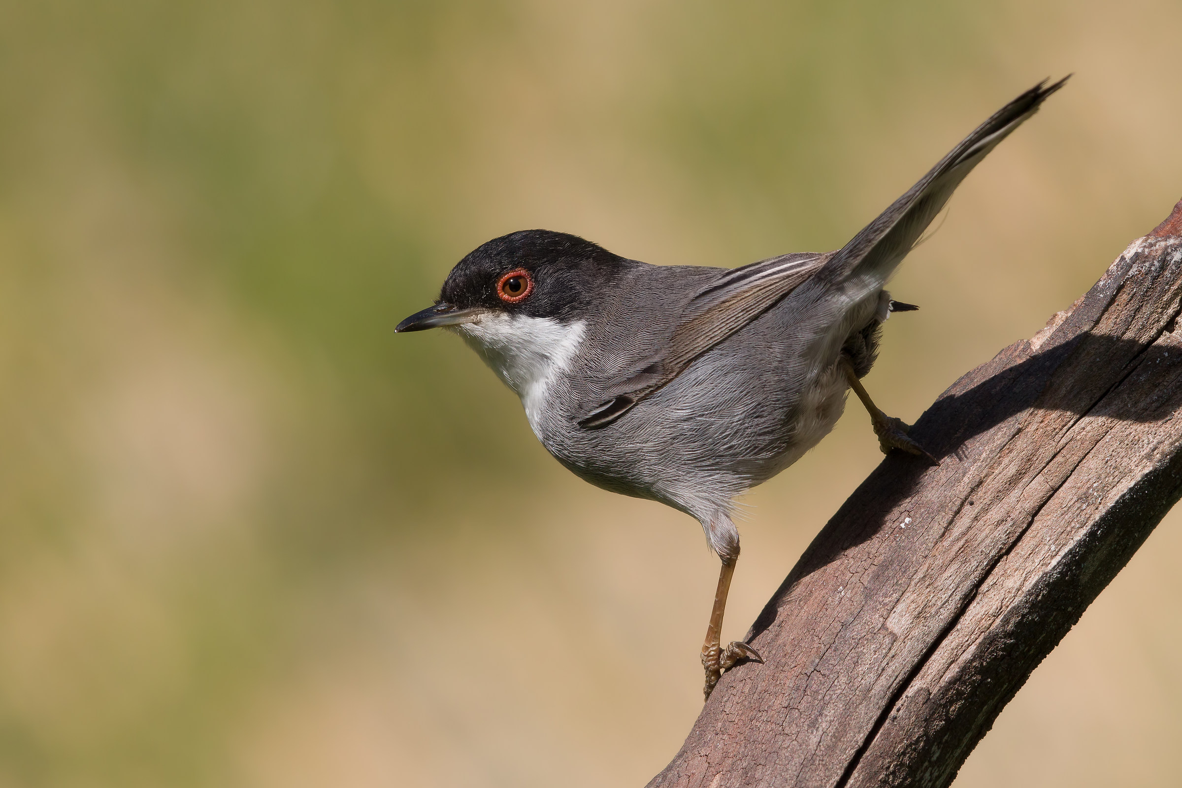 Occhiocotto by Steff - prova di elaborazione