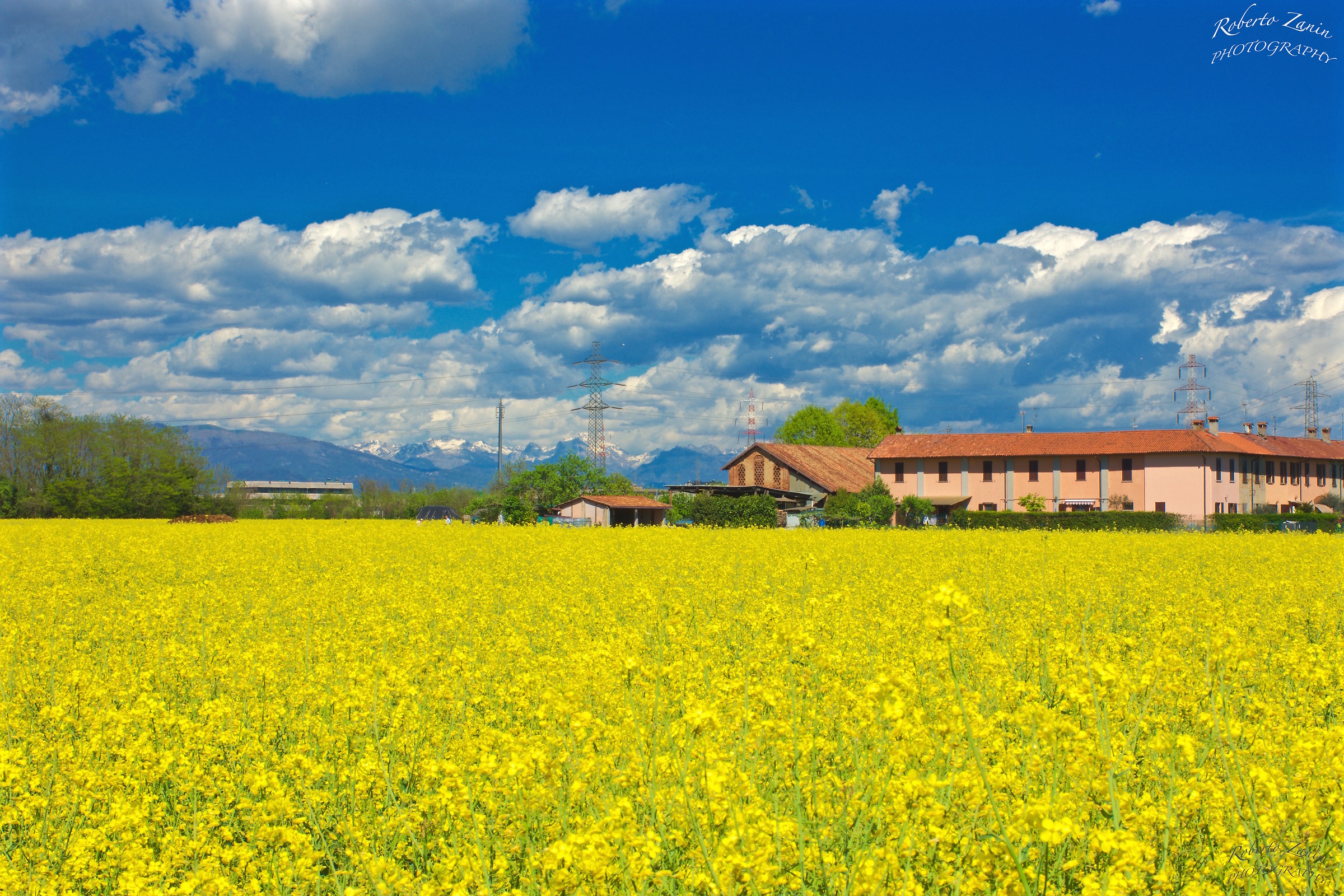 Tempo di fioriture di colza!!!!!!