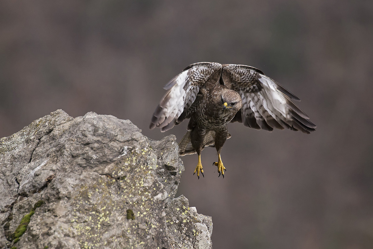 buzzard