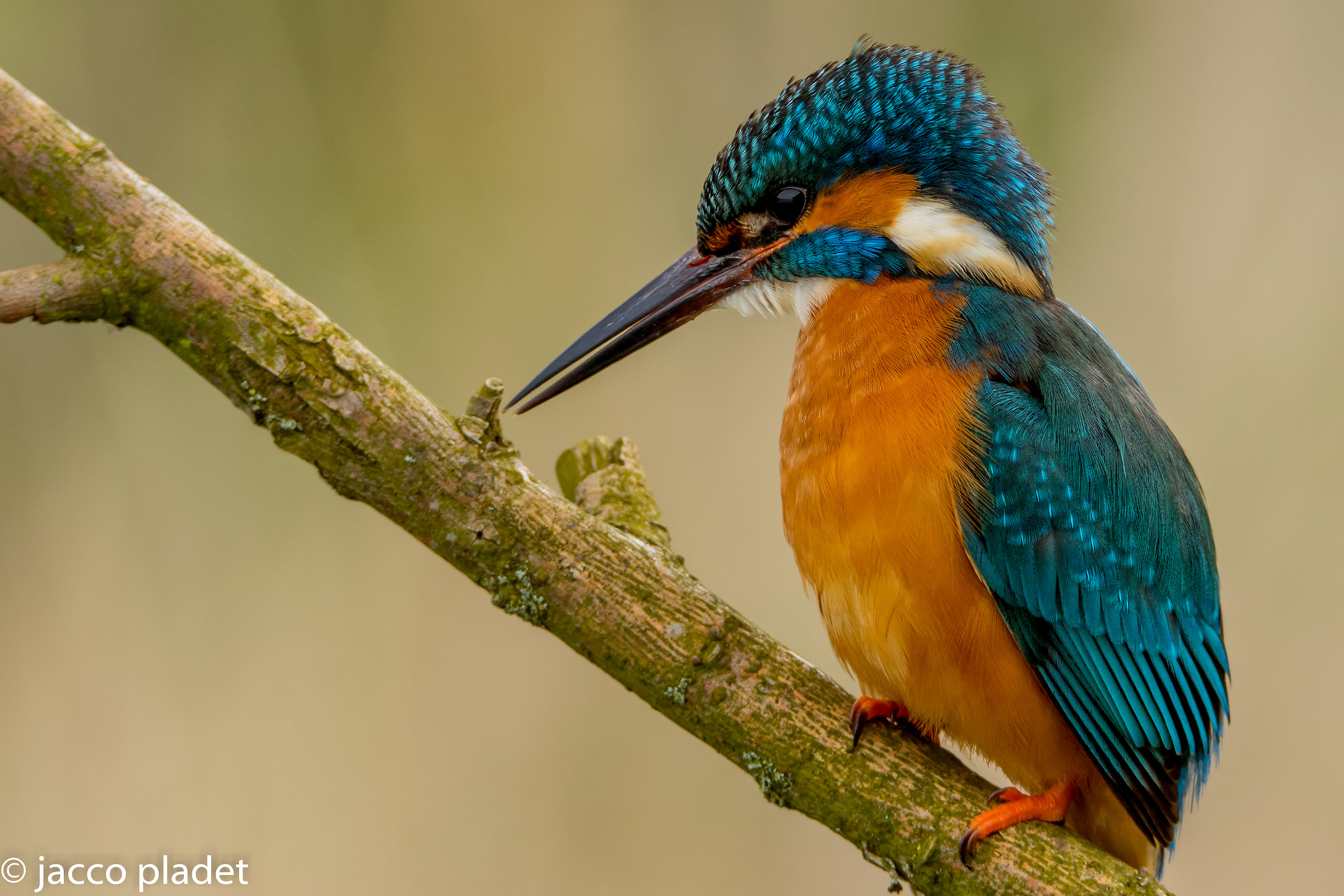 Bright start of the season