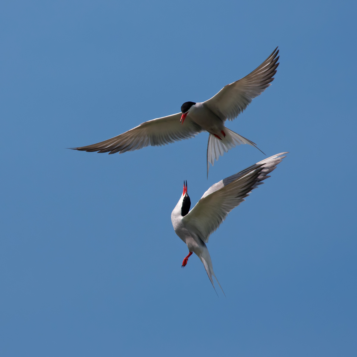 Aerial duel (Sterna)