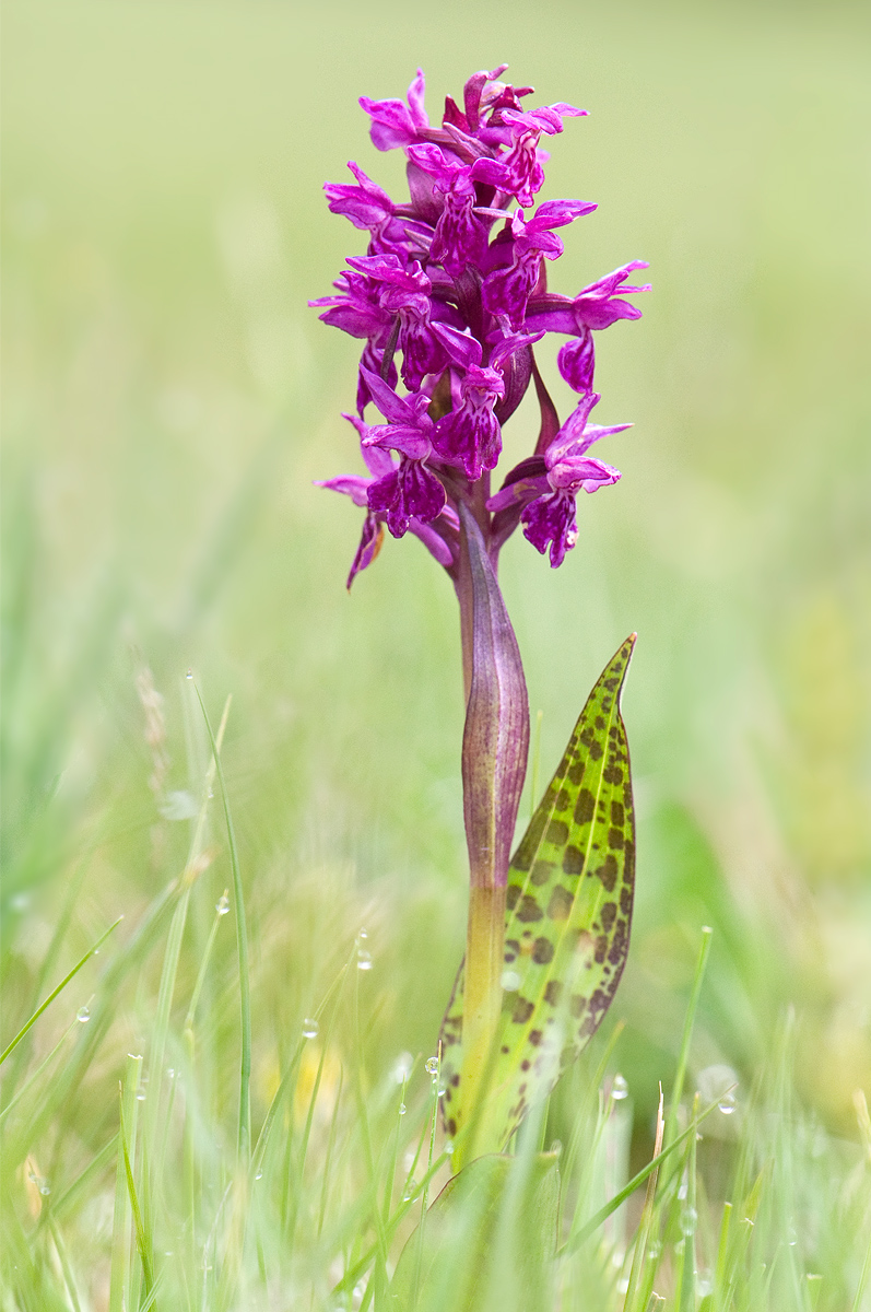Dactylorhiza incarnata  subsp. cruenta