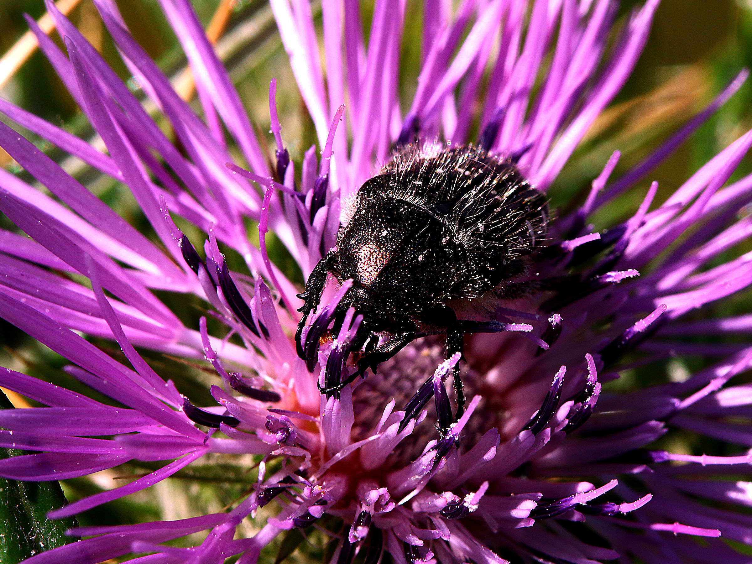 Thistle flower with black guest.