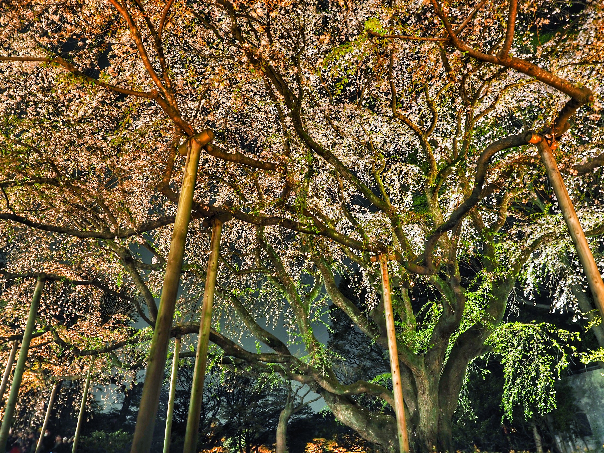 The biggest cigliwgio Tokyo!