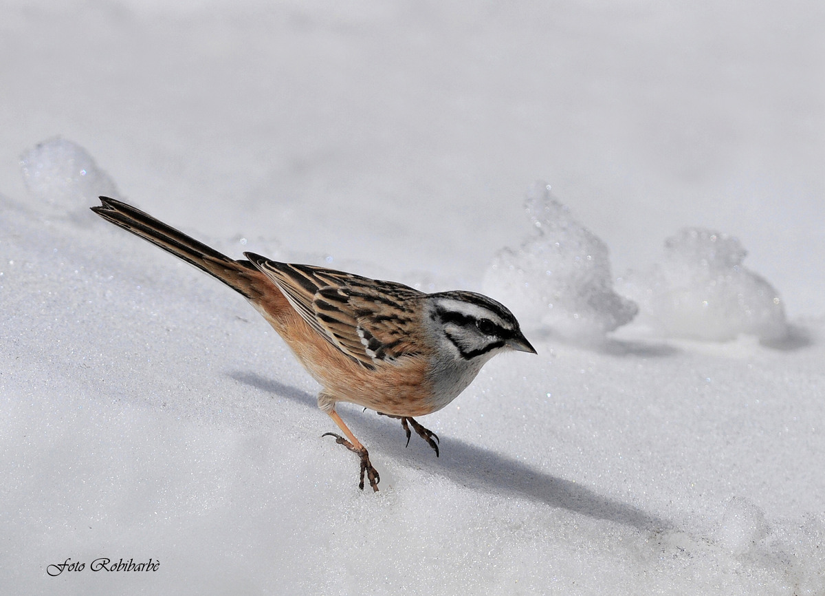 Zigolo muciatto... disgelo...