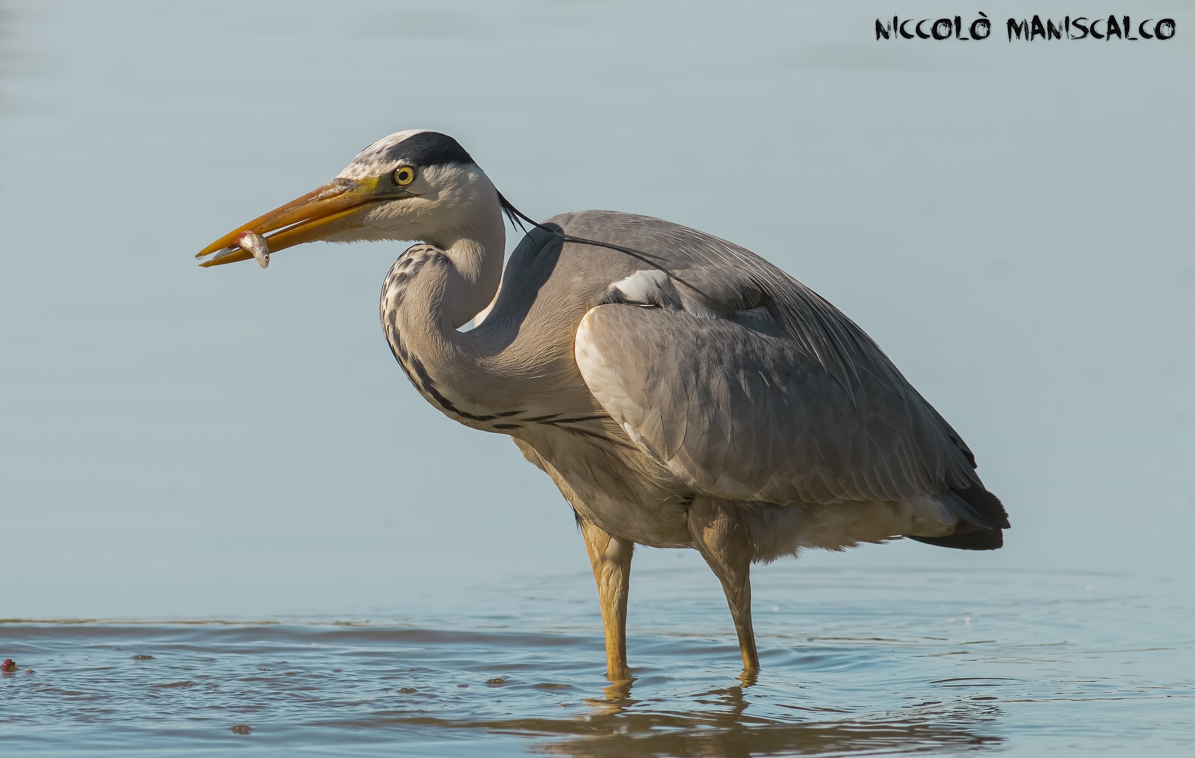 Airone Cenerino ravvicinato con Preda