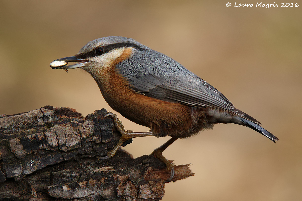 Saldamente aggrappato