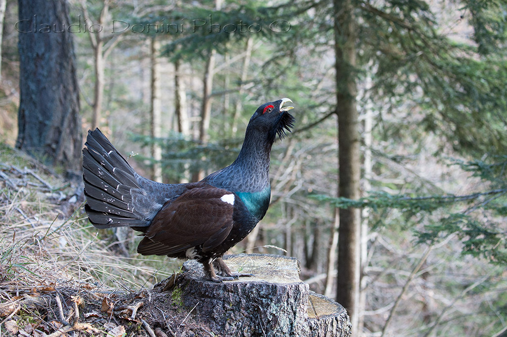 At last the time has come ....