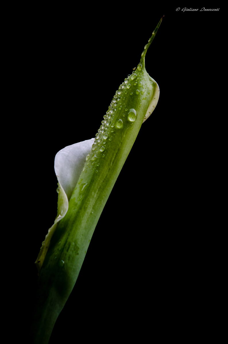 Il primo bocciolo della mia calla