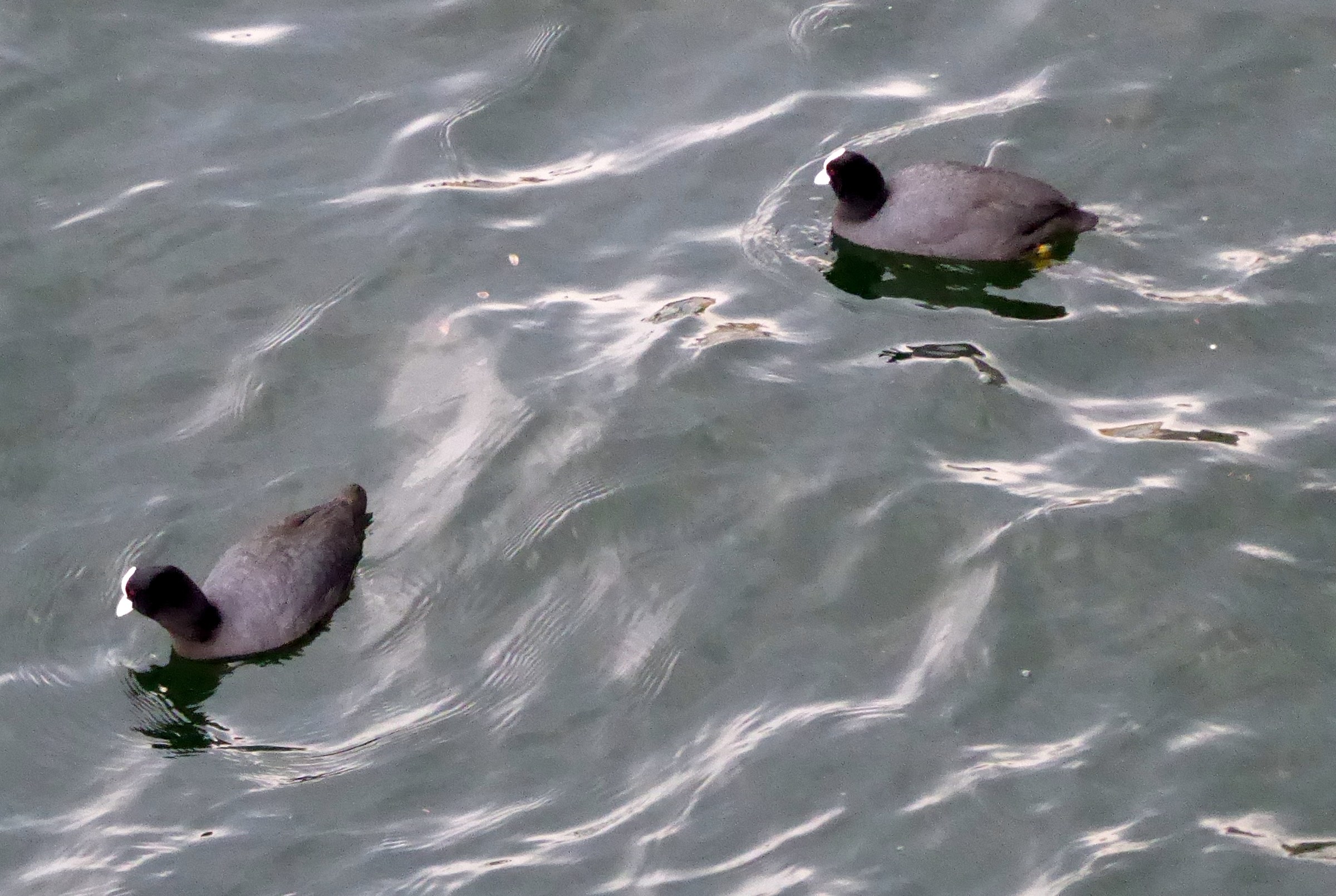 inseguimento di folaghe