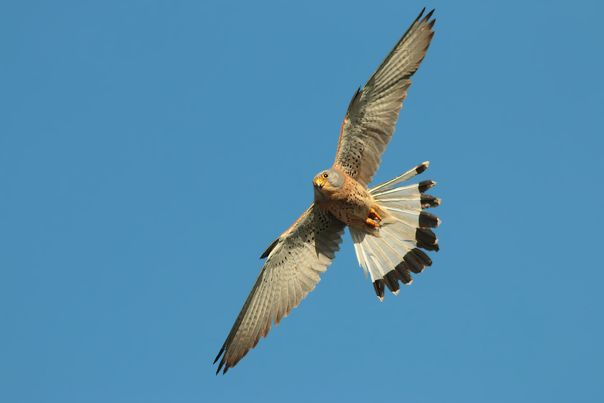The return of the Lesser Kestrel