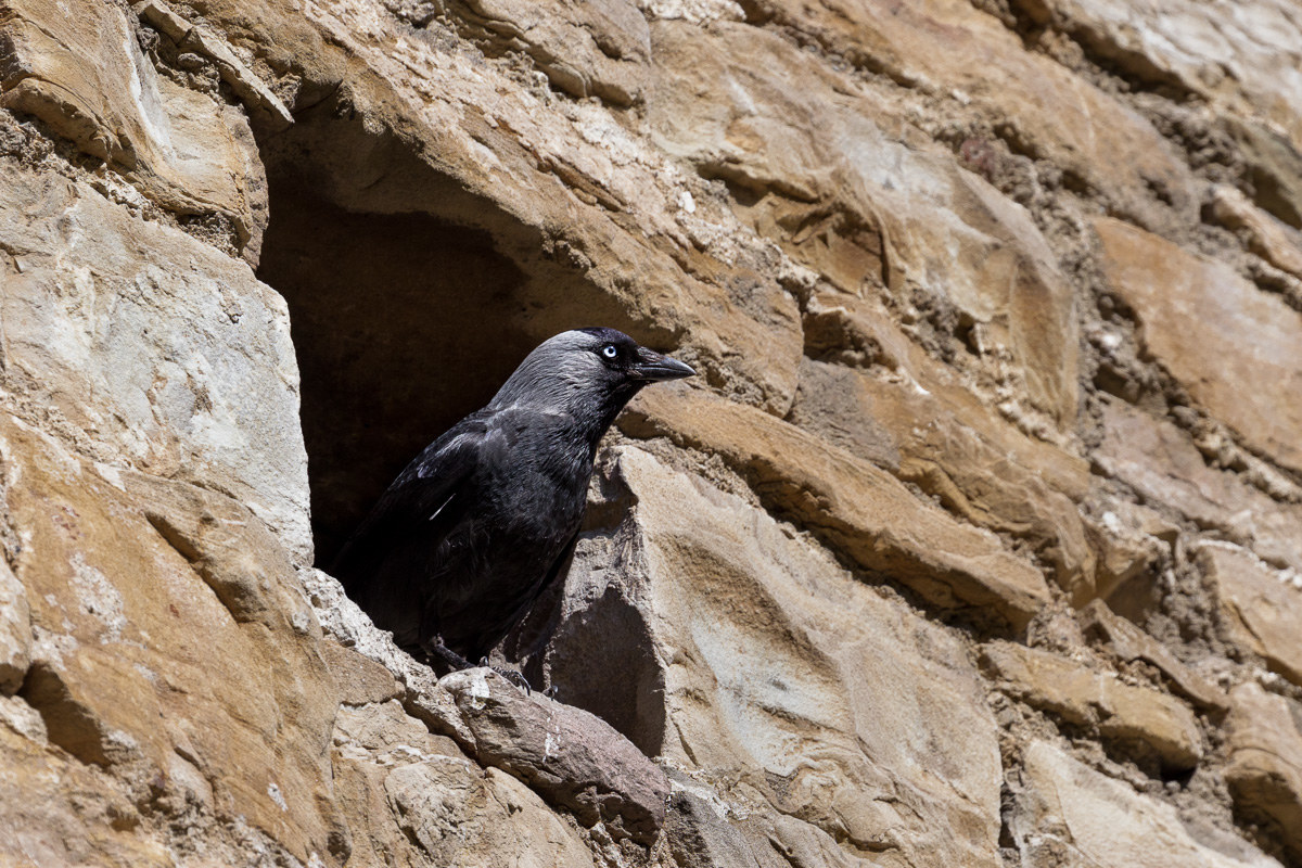 Taccola (Corvus monedula)...