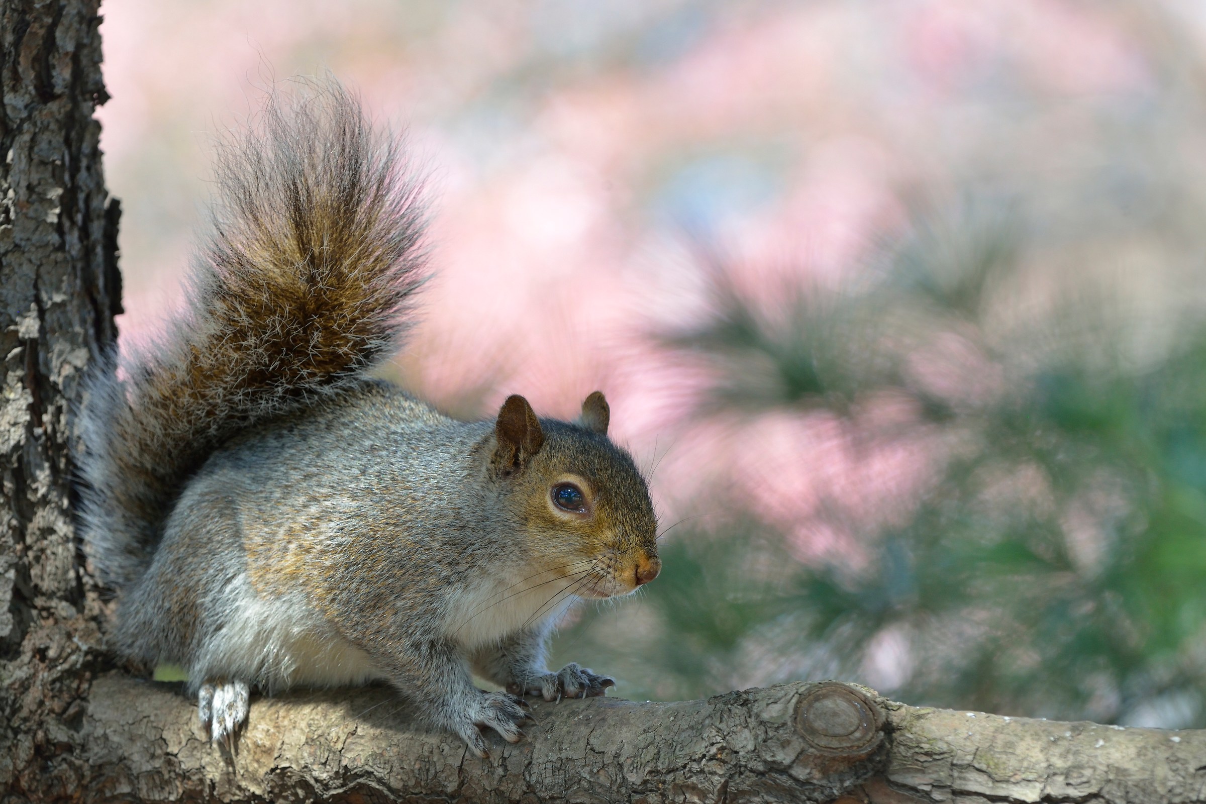 Scoiattolo a Central Park