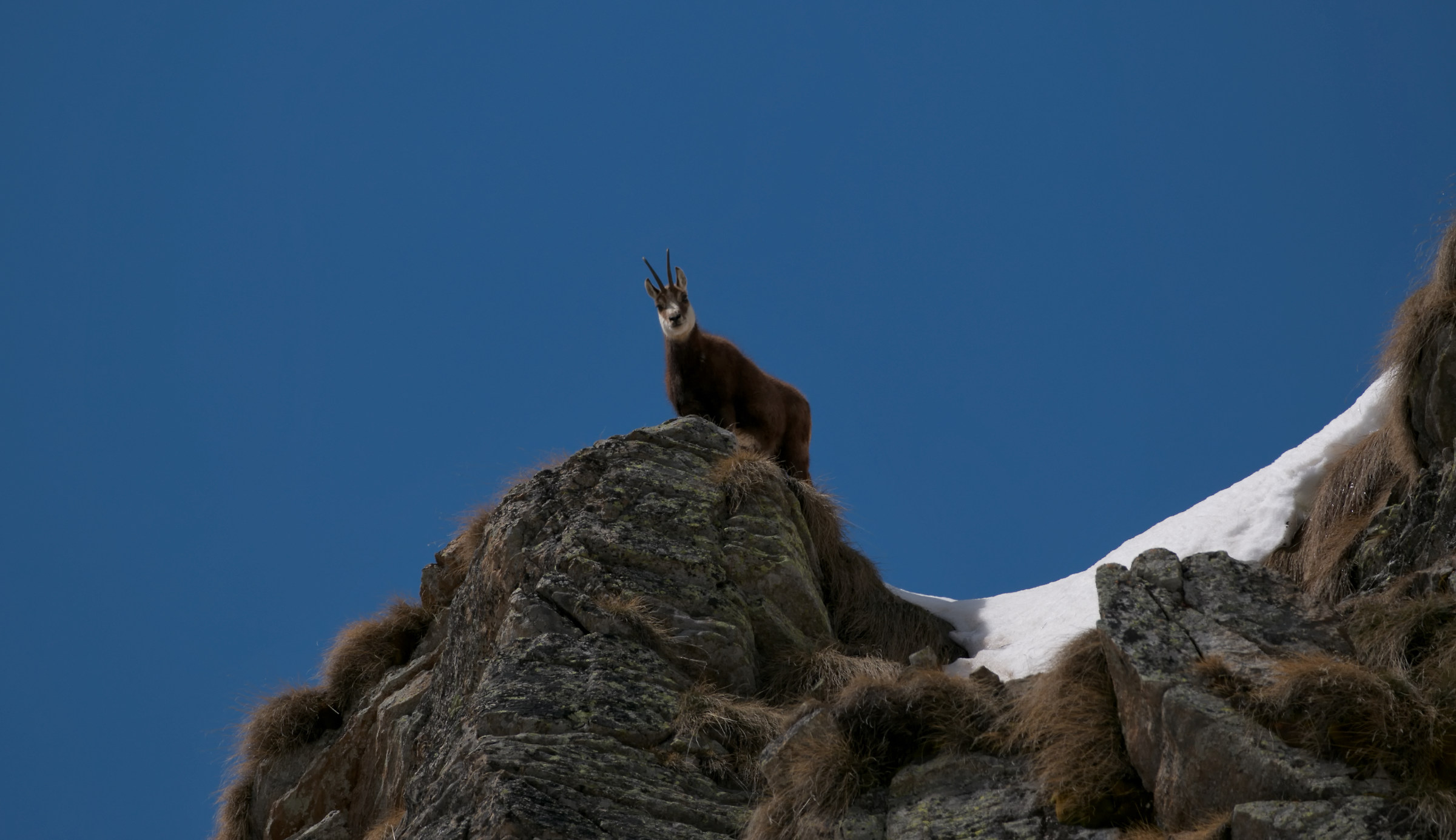 chamois