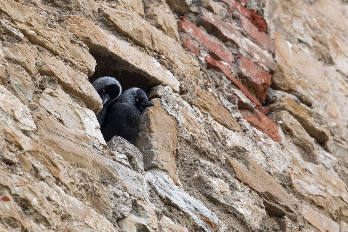 Jackdaw (Corvus monedula) ...