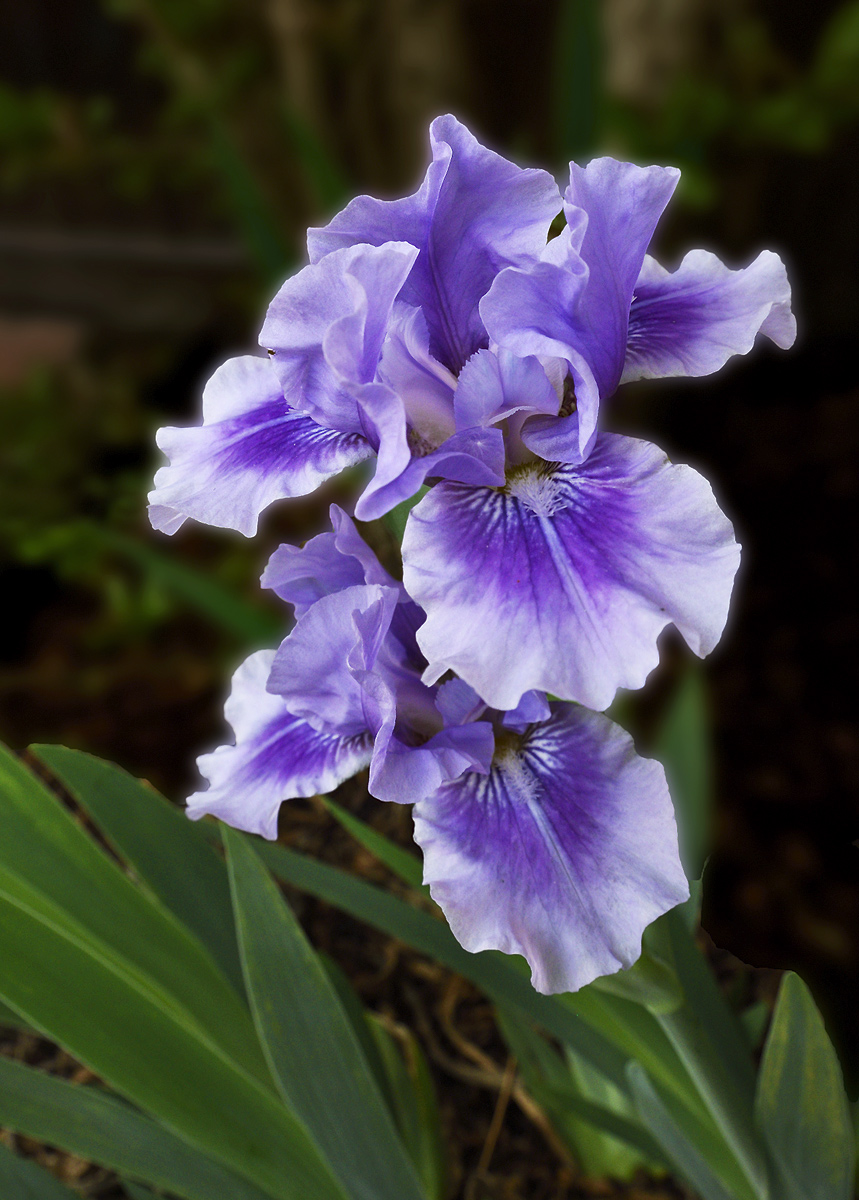 Iris