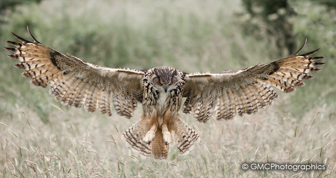 Eagle Owl Incoming