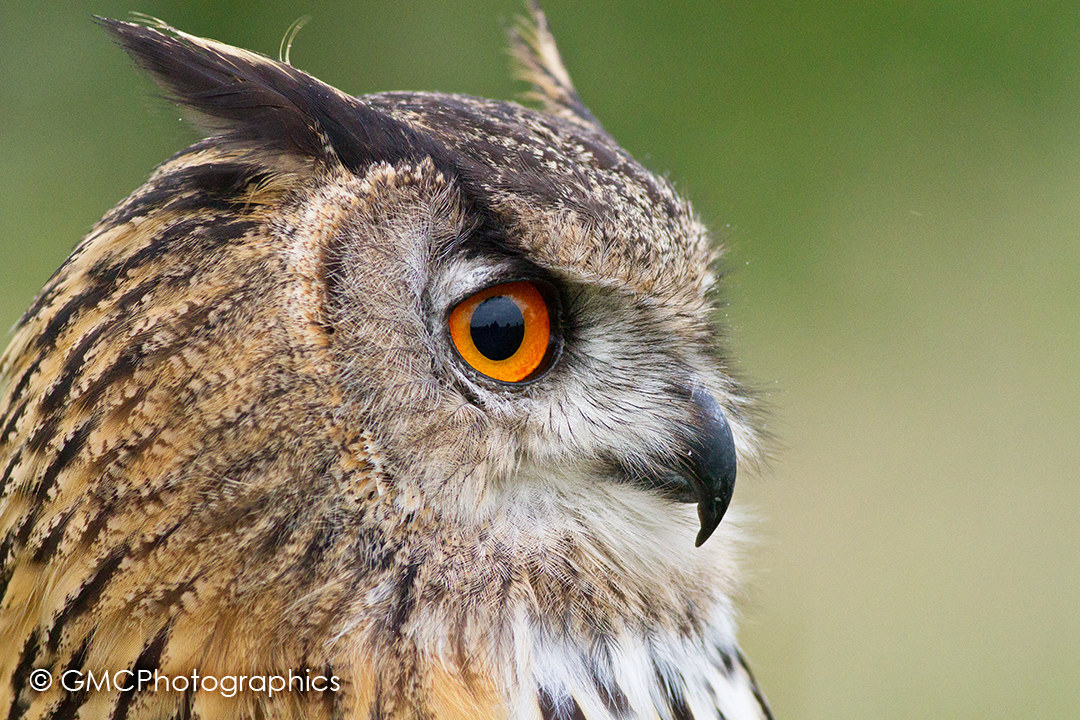 Eagle Owl Close