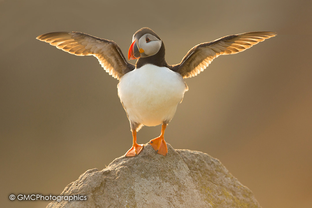 Puffin Spread