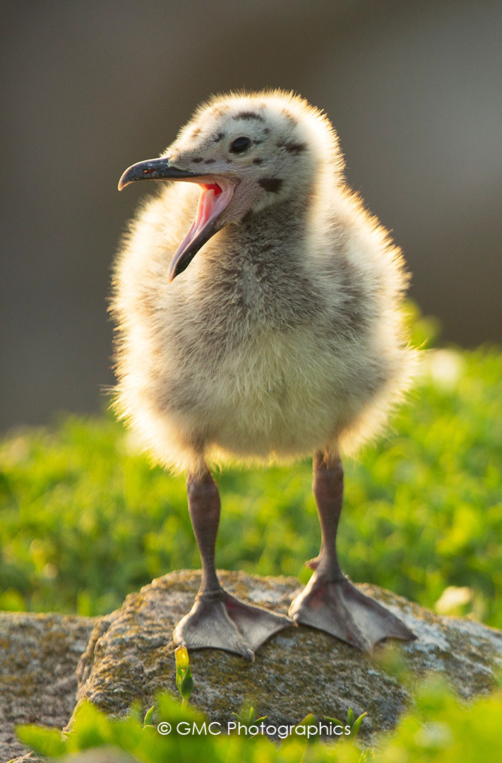 Young Seagull Chick