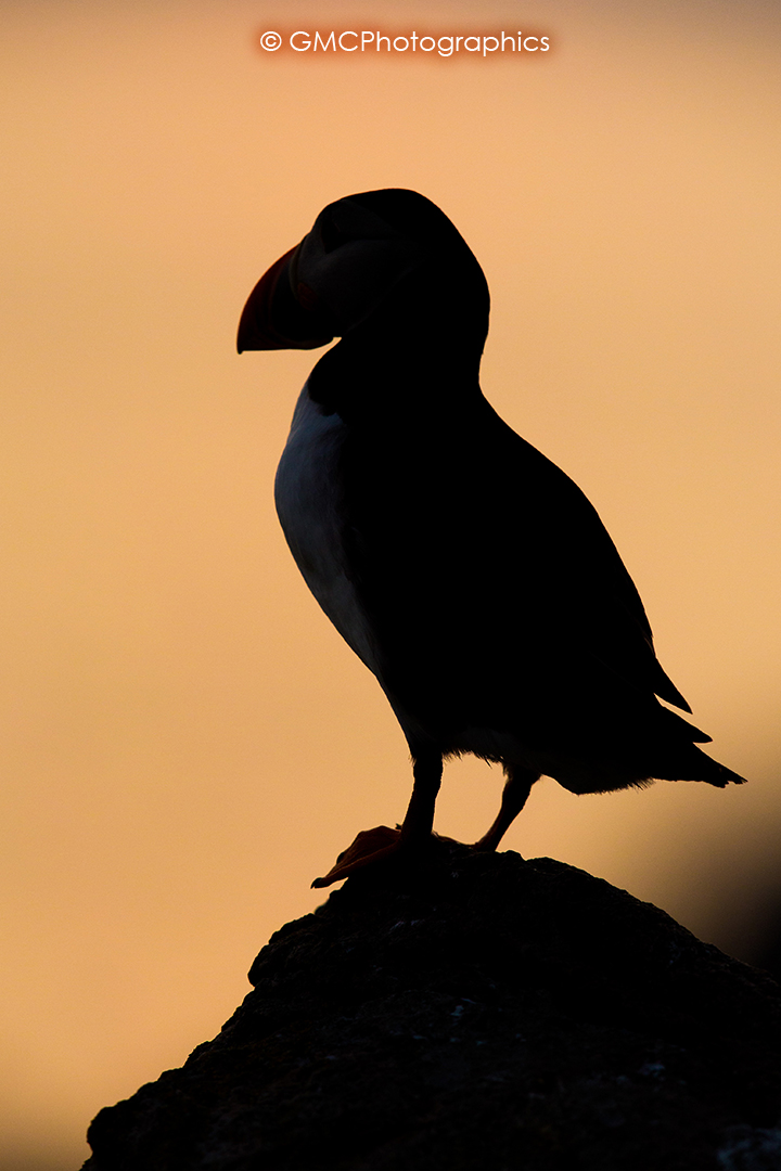 Backlit Puffin