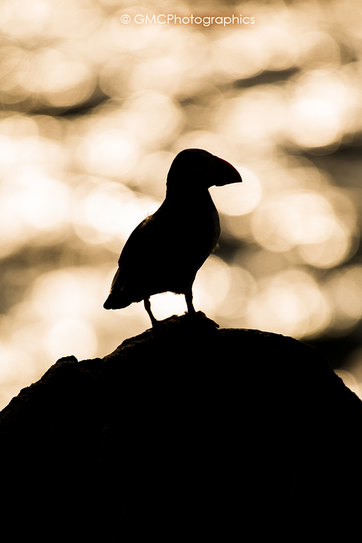 Back Lit Puffin II