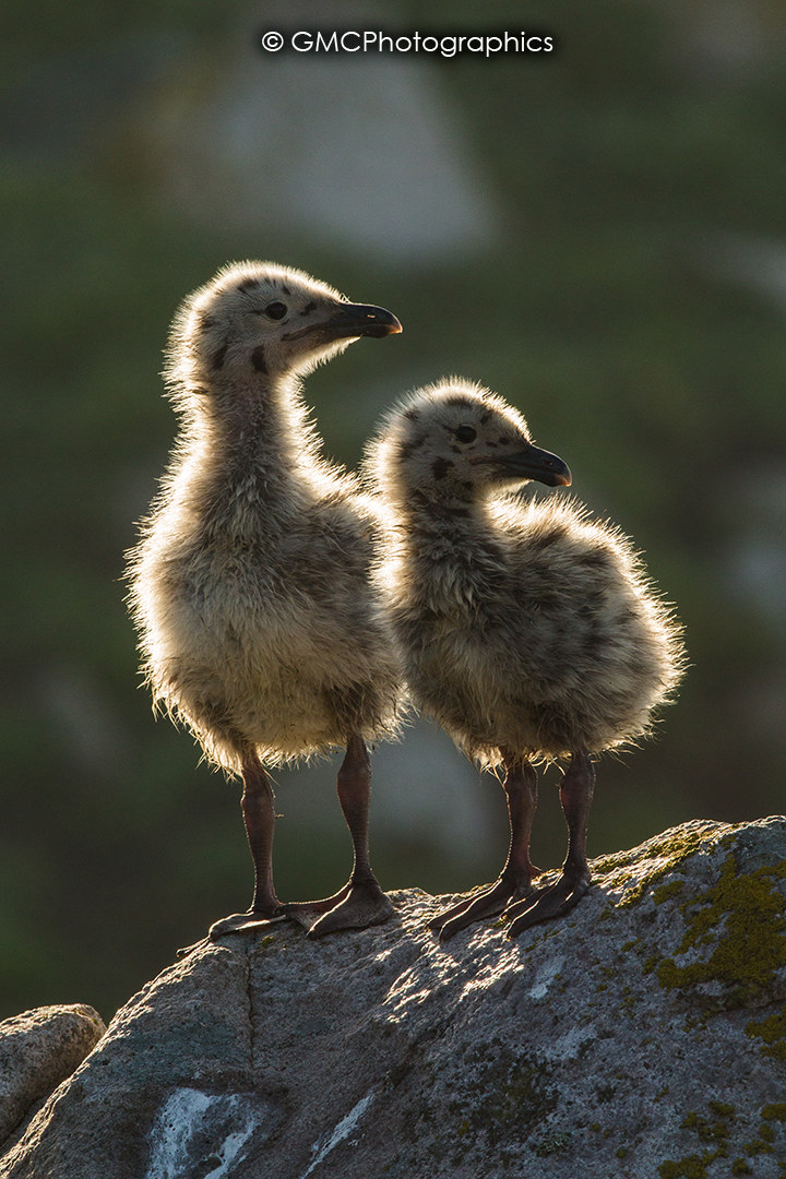 A Pair of Chicks