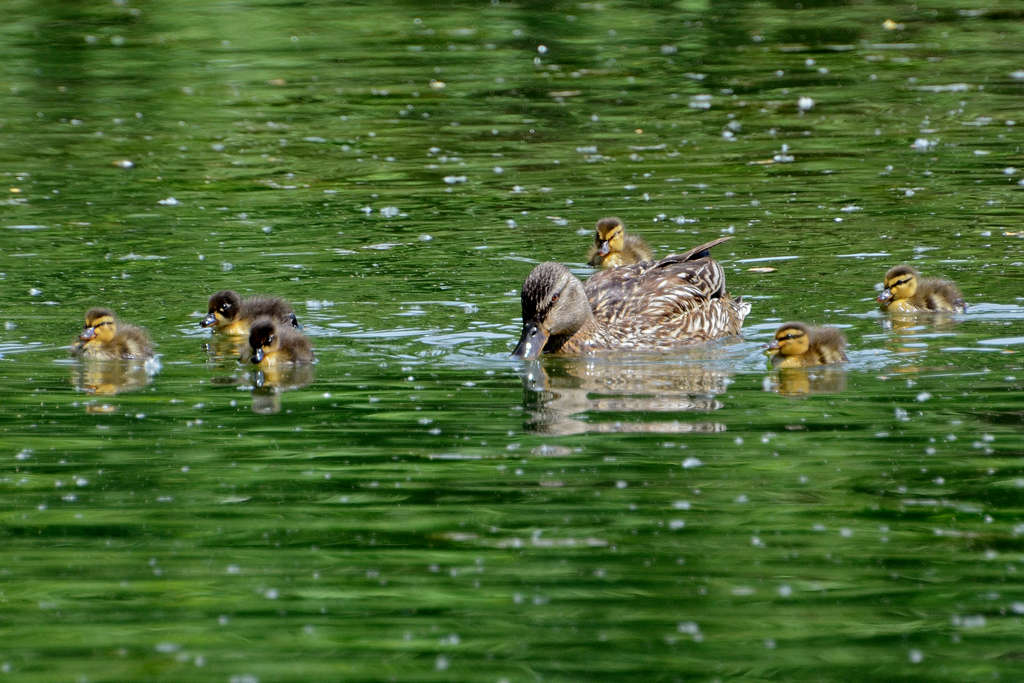 Due brutti anatroccoli