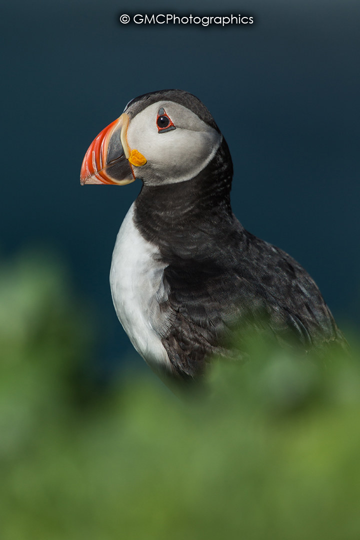 Puffin Portrait II