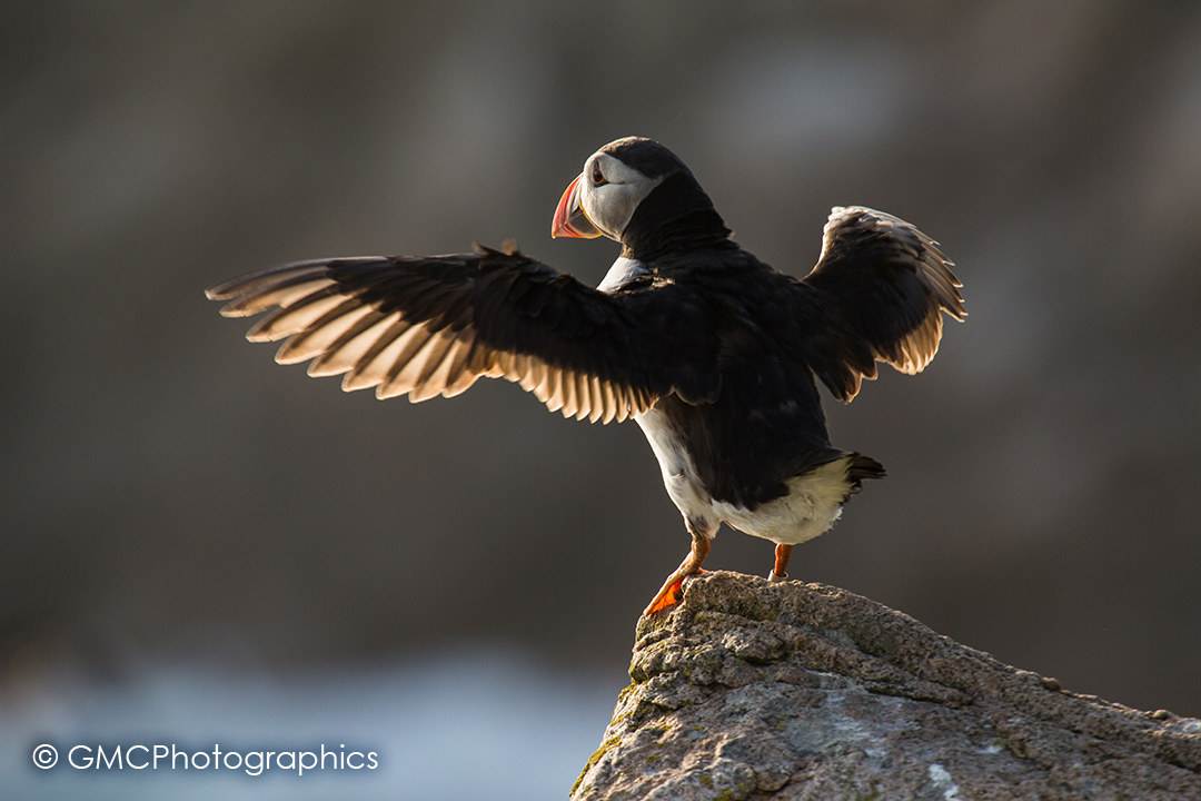 Back Lit Puffin