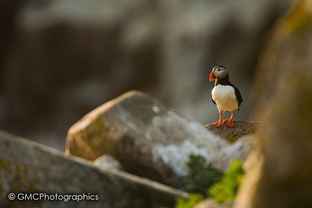 Lonesome Puffin