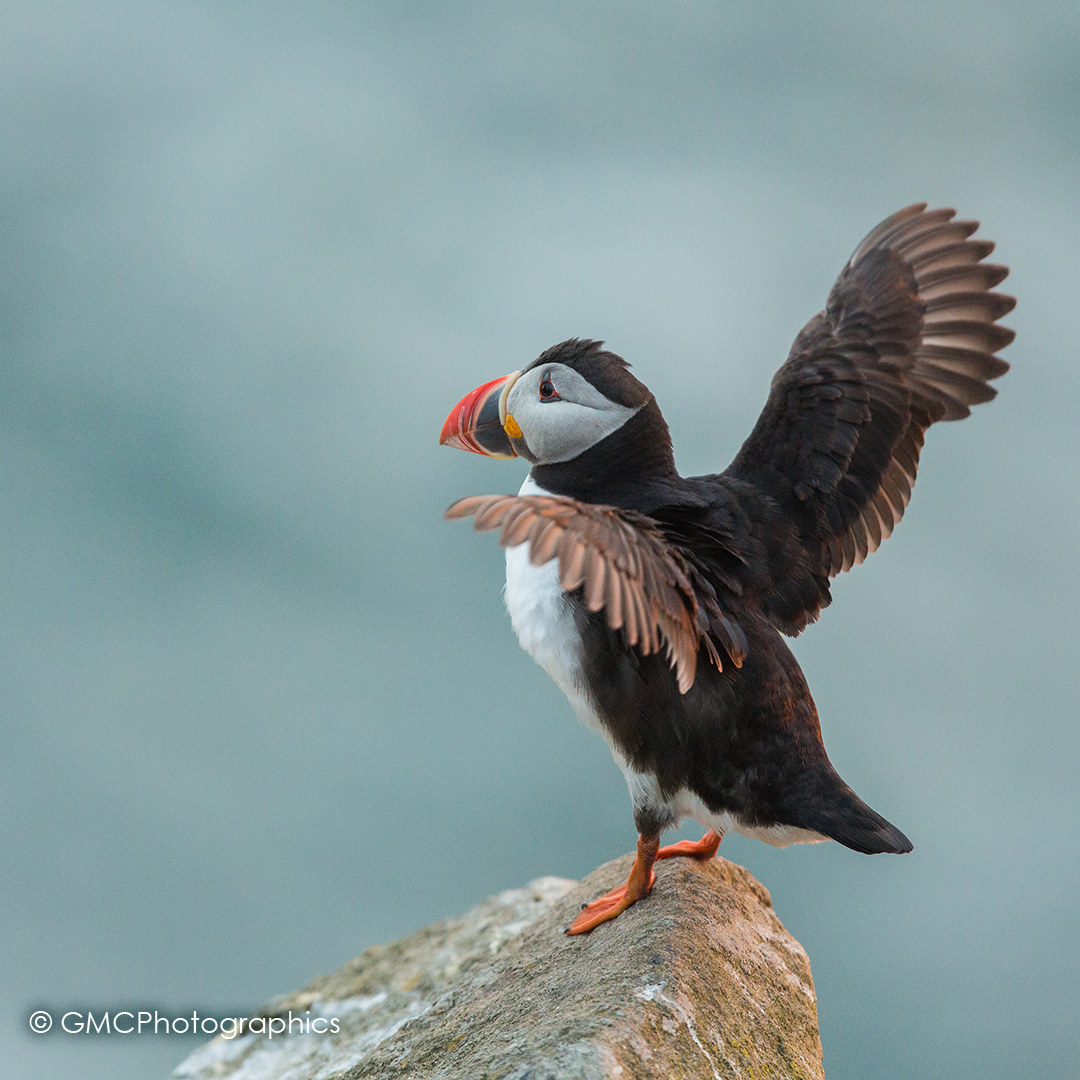 Back Lit Puffin II