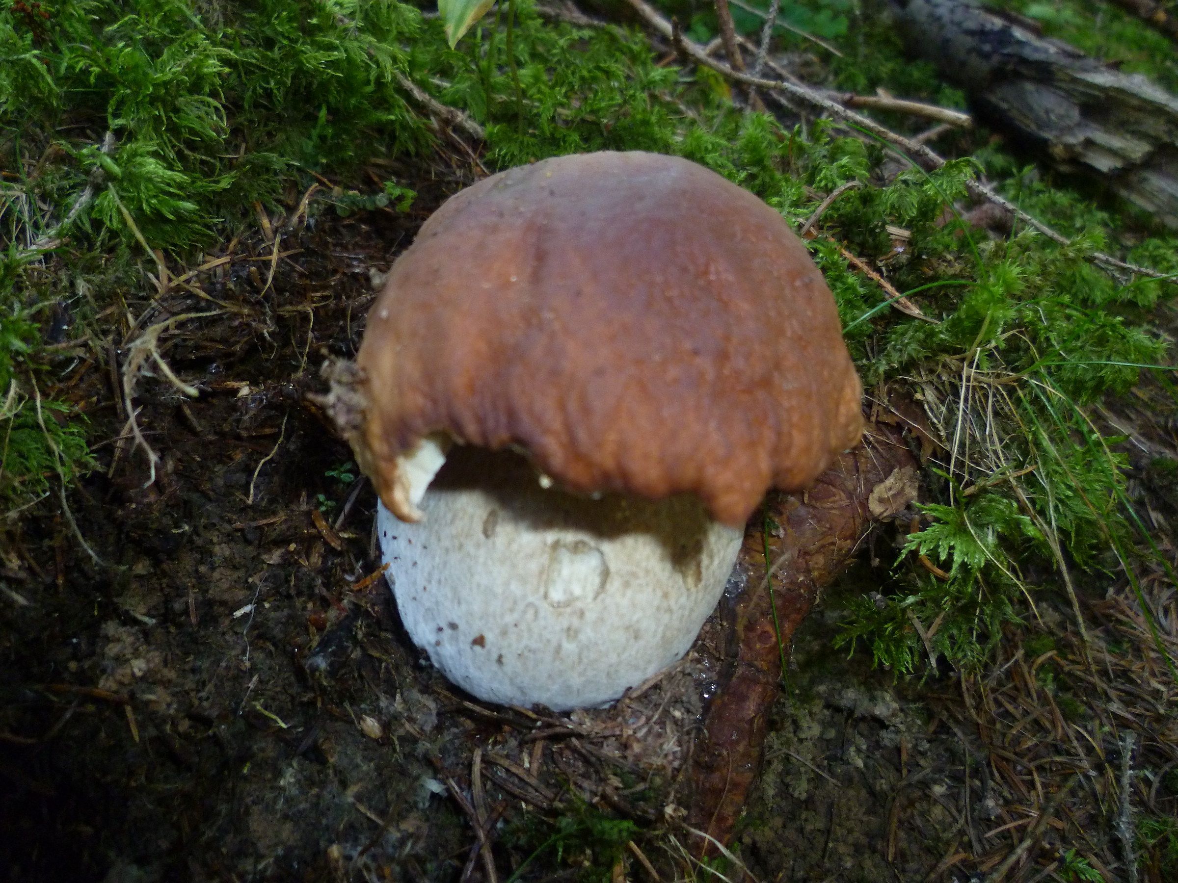 Boletus Edulis