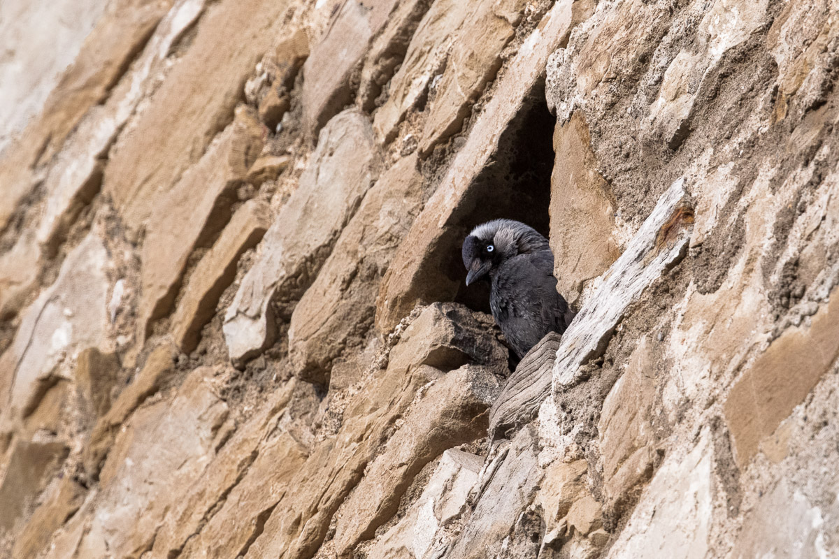 Jackdaw (Corvus monedula) ...