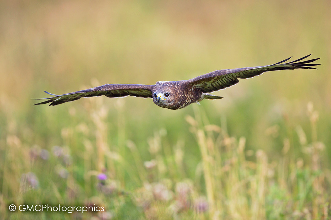 Buzzard Flying low