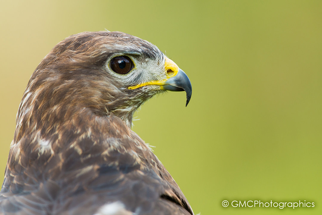 Buzzard Portrait