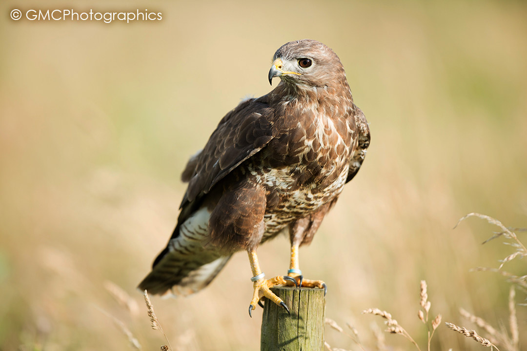 Buzzard about to take off