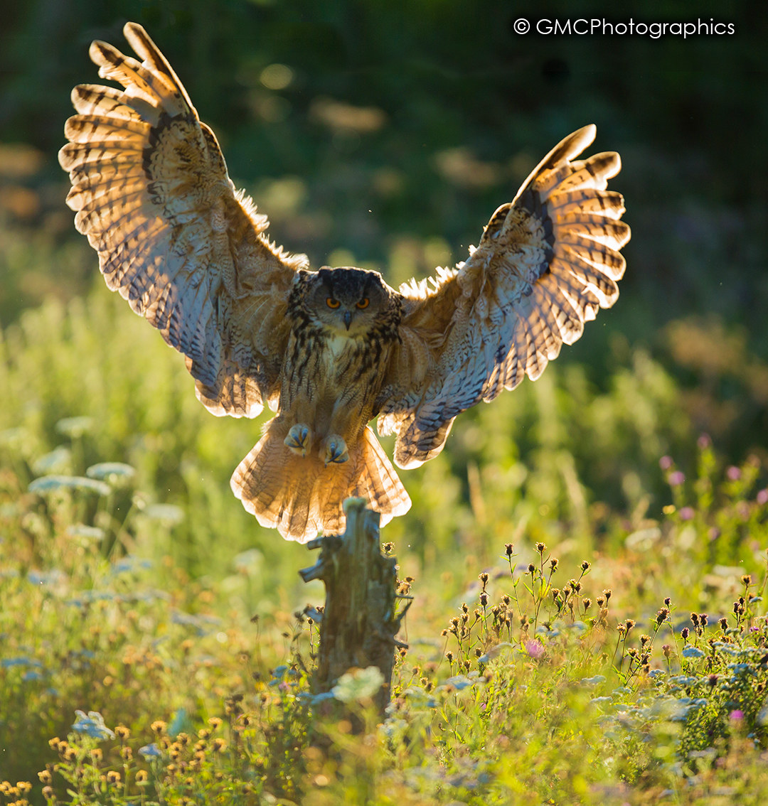 Eagle Owl Landing