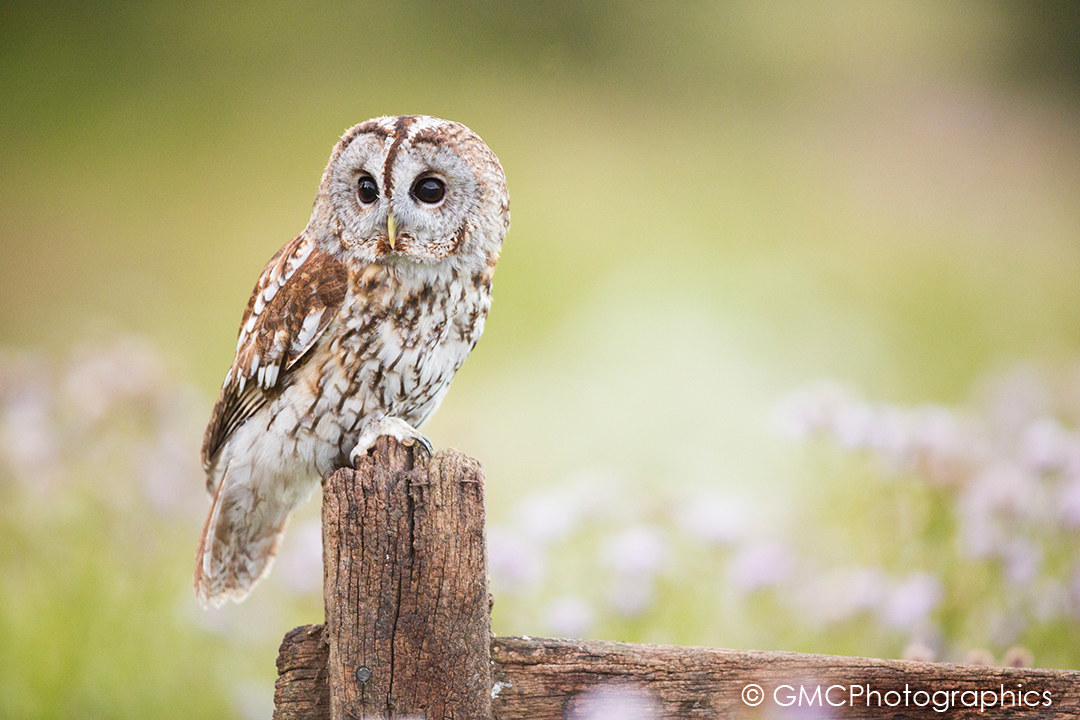 Long Eared Owl