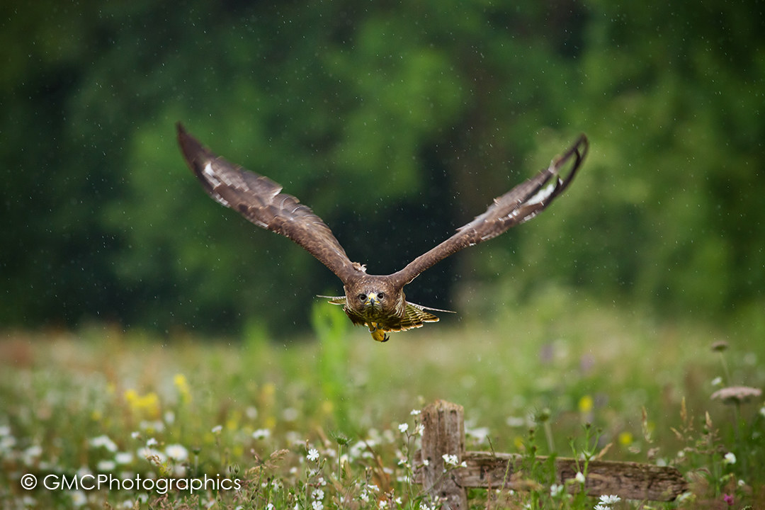 Common Buzzard in Flight