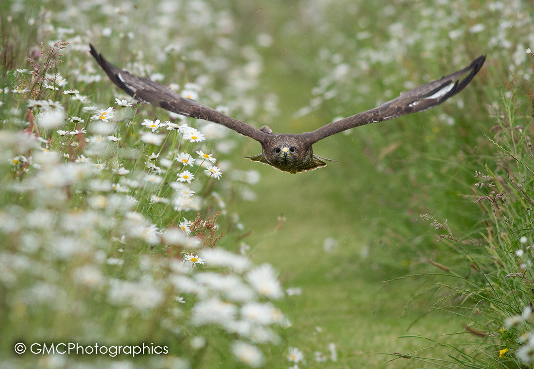 Common Buzzard in Flight II