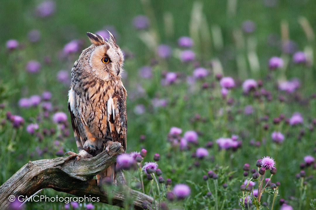 Long Eared Owl at Dusk