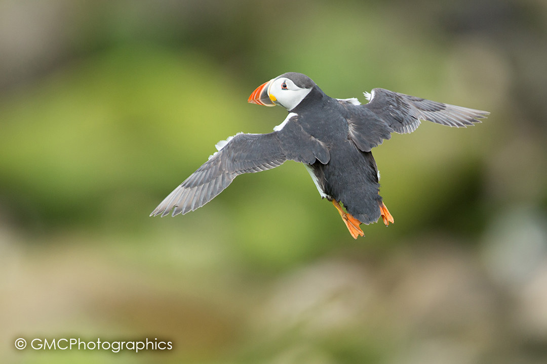 Puffin in Flight