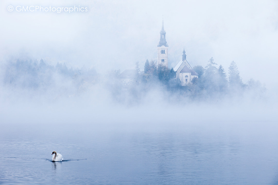 Swan nella nebbia a Bled
