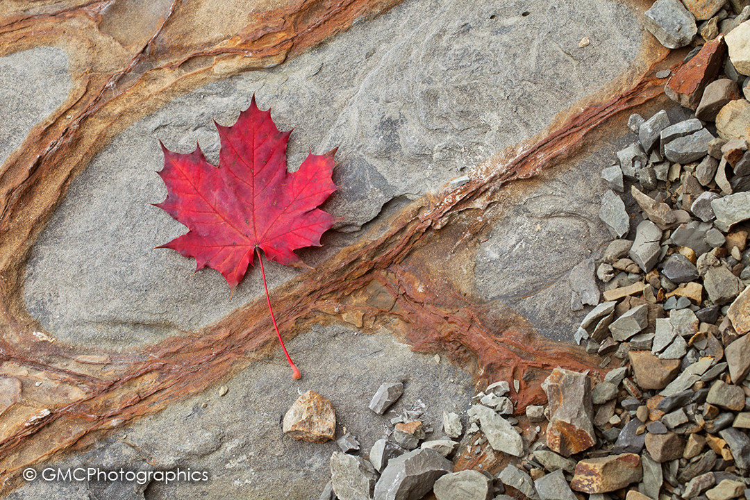 Red Maple Leaf