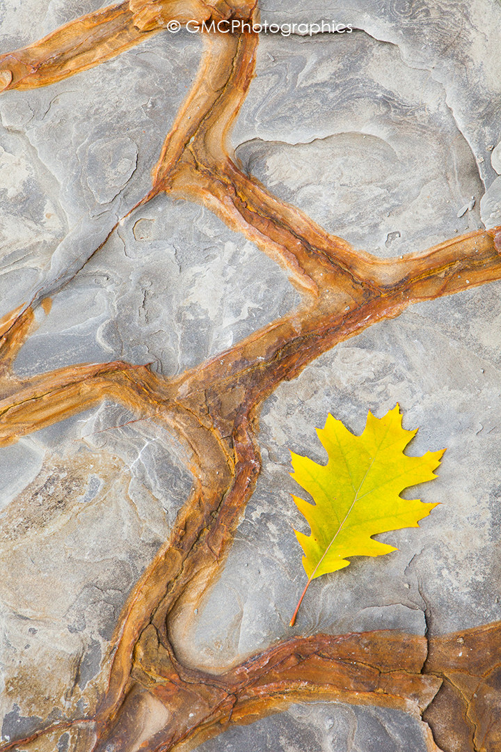 Yellow Oak Leaf